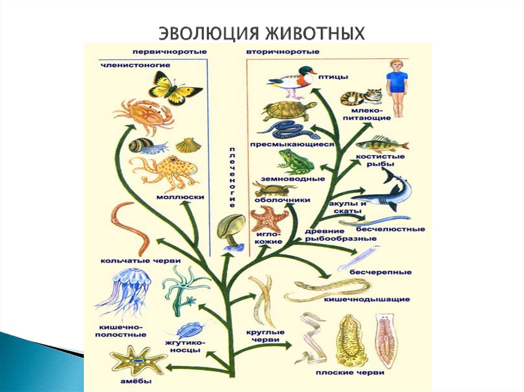 Происхождение животных основные этапы эволюции животного. Схема эволюции животных 7 класс биология. Эволюционное Древо царства растений.
