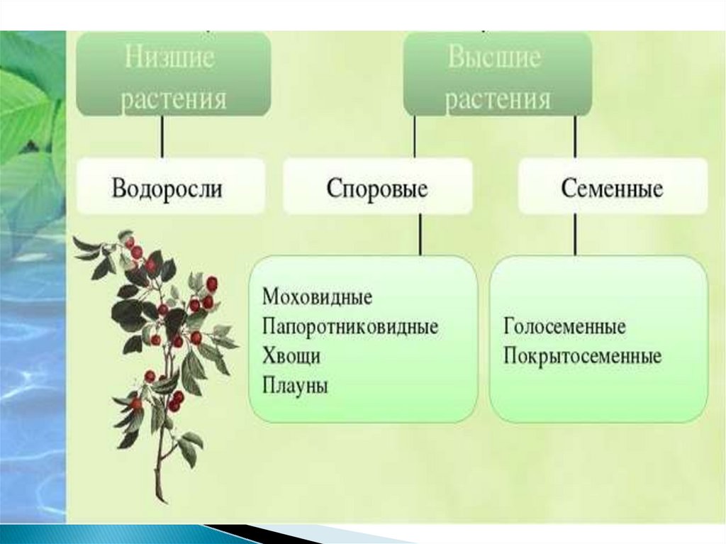 Схема растений низшие высшие. Царство растений. Низшие растения Голосеменные. Презентация царства растений 6 класс.