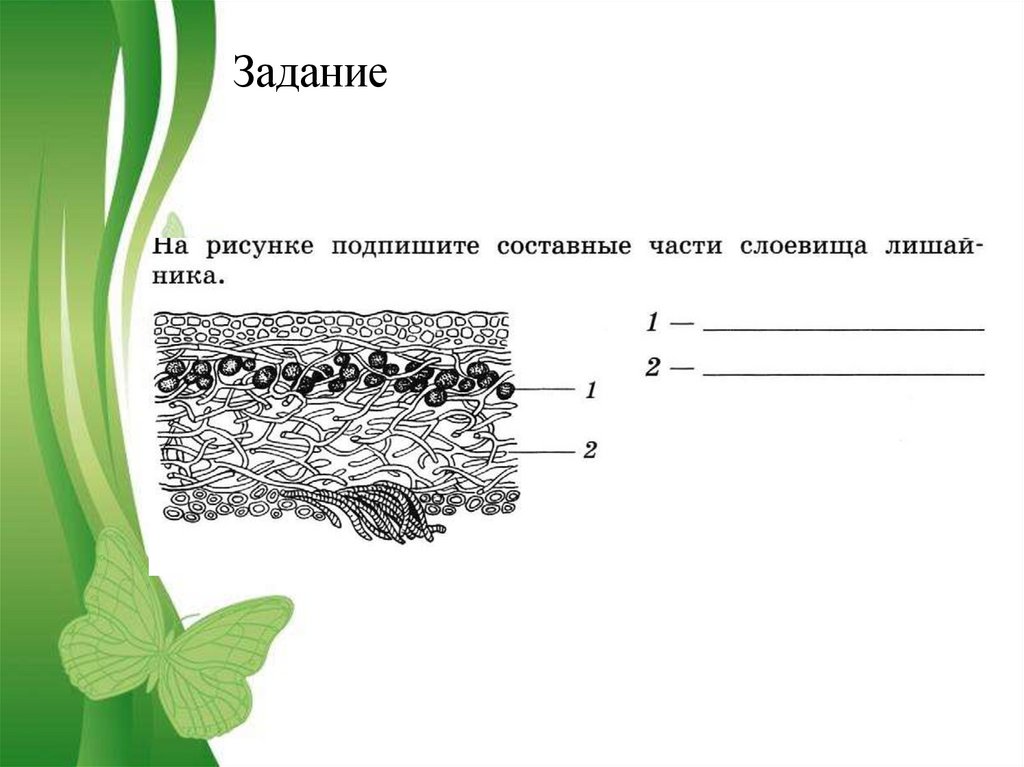 Слоевища различают лишайники