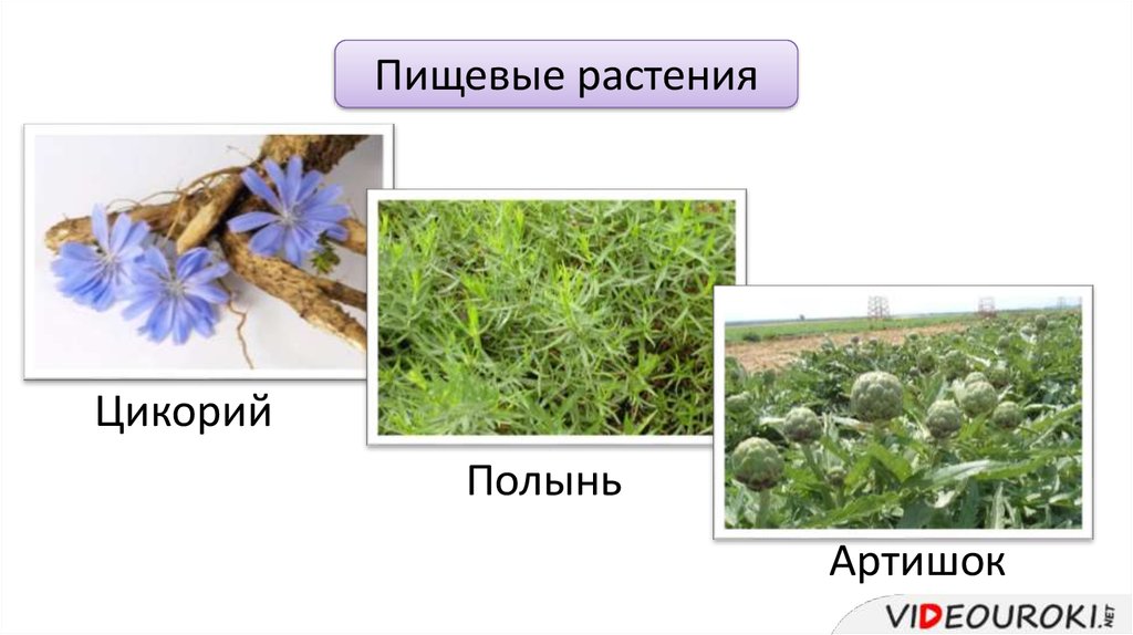 Питательные растения. Пищевые растения семейства Сложноцветные. Семейство Сложноцветные кормовые растения. Пищевые декоративные растения. Пищевые растения примеры.