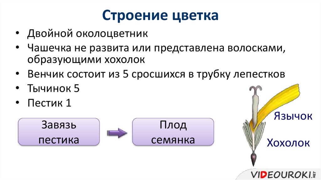 Двойной околоцветник состоит из чашечки и