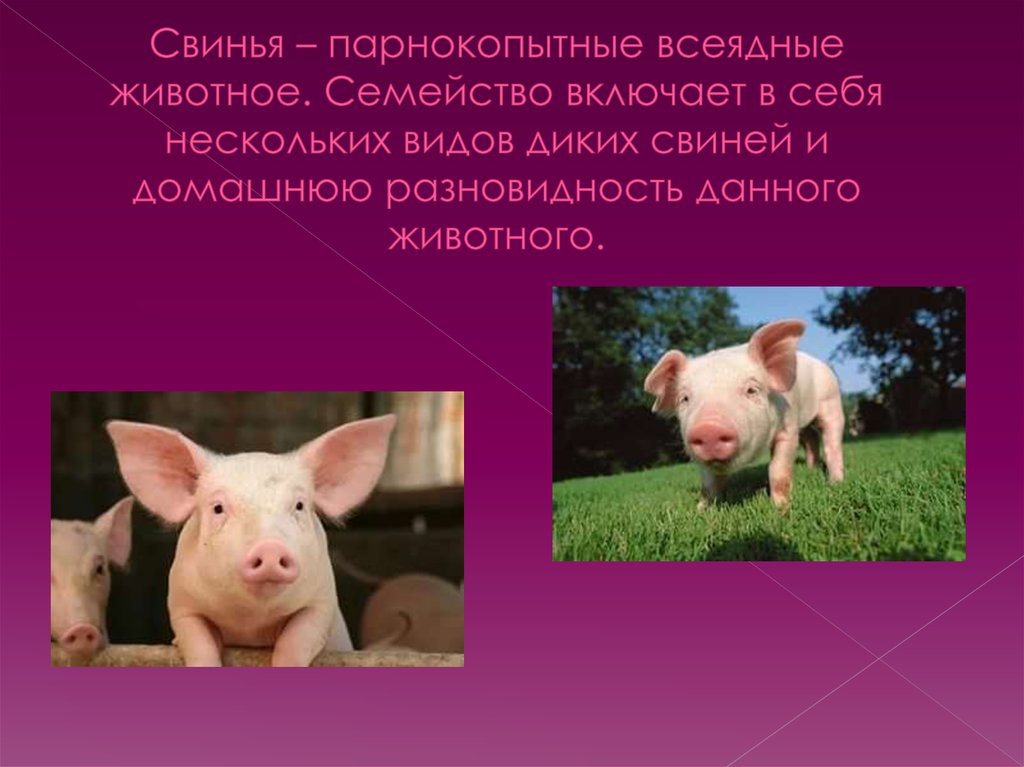 Принадлежащий свинье