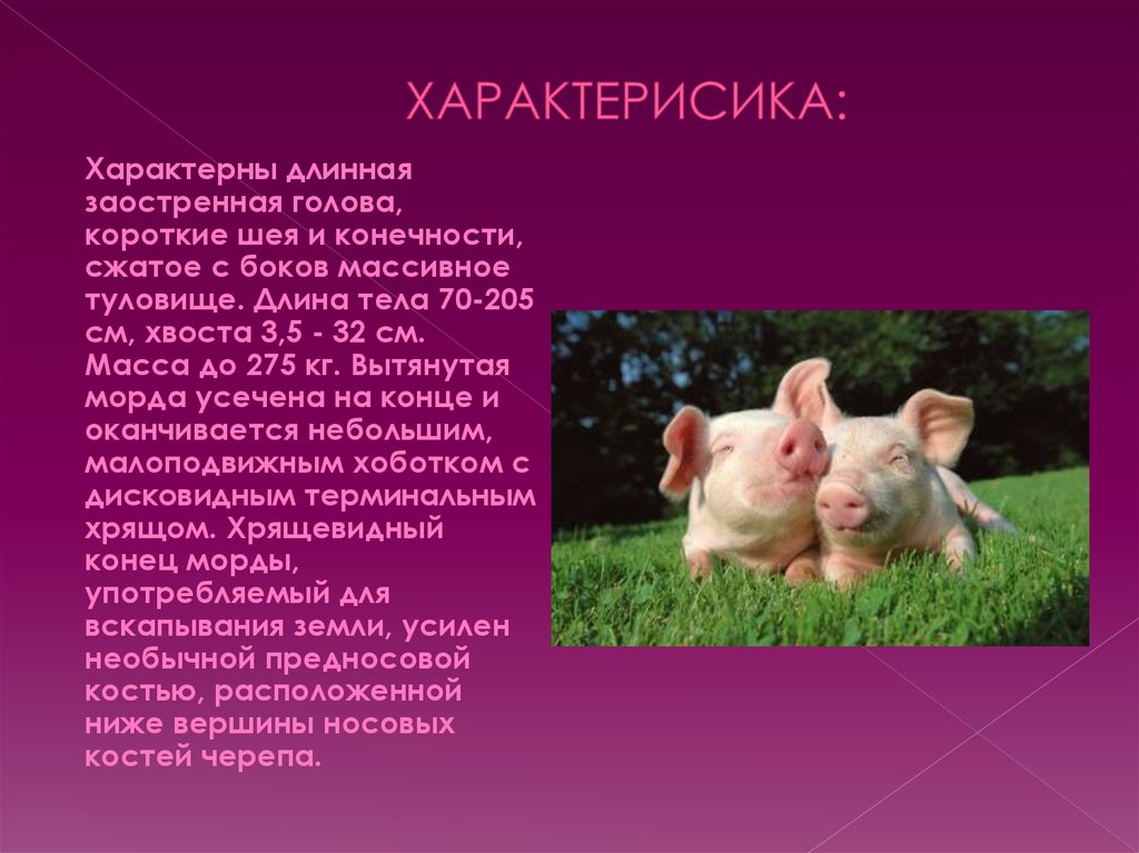 ХАРАКТЕРИСИКА: