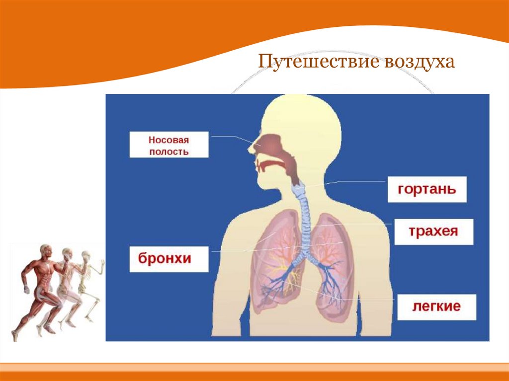 Путь воздуха в организм человека. Путешествие по дыхательной системе. Дыхательная система окружающий мир. Путь воздуха в организме человека. Органы дыхания для презентации.