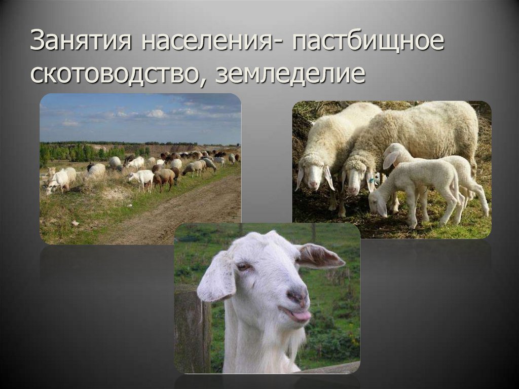 Для центральной россии характерно скотоводство. Занятия скотоводство. Занятия населения. Буряты скотоводство. Буряты занятия населения.