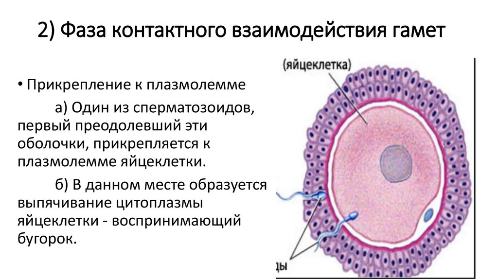 Органы размножения половые клетки оплодотворение