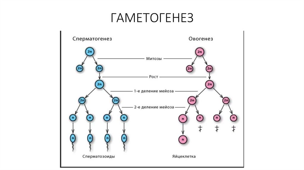 Описание сперматогенеза. Сперматогенез 2) оогенез. Таблица период сперматогенез овогенез. Гаметогенез этапы сперматогенеза. Схема гаметогенеза развитие половых клеток.