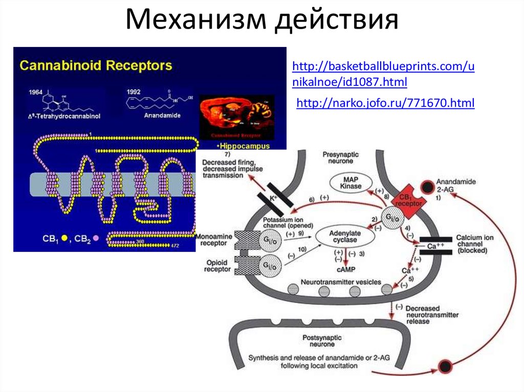 Механизм действия психостимуляторов схема