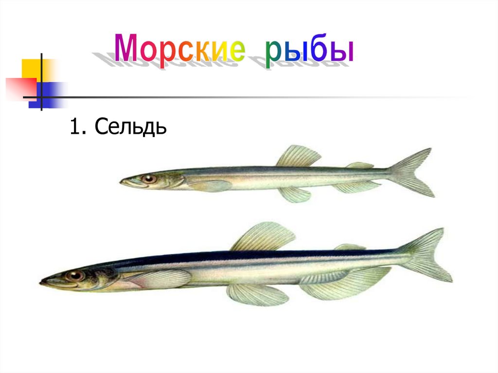Кто такие рыбы презентация 1. Рассказать про селедку 1 класс. Описание по плану селедки 1 класс по окружающему. Описание селедки 1 класс по окружающему.