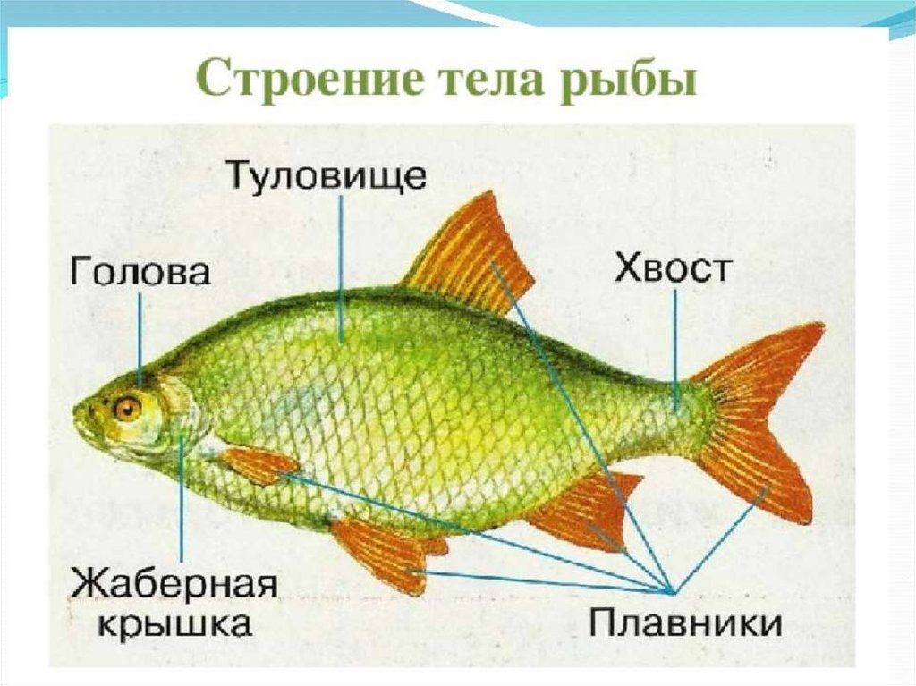 Какая биология изучает рыб. Строение рыбы красноперки. Строение тела рыбы. Строение частей тела рыбы. Строение рыбы для детей.