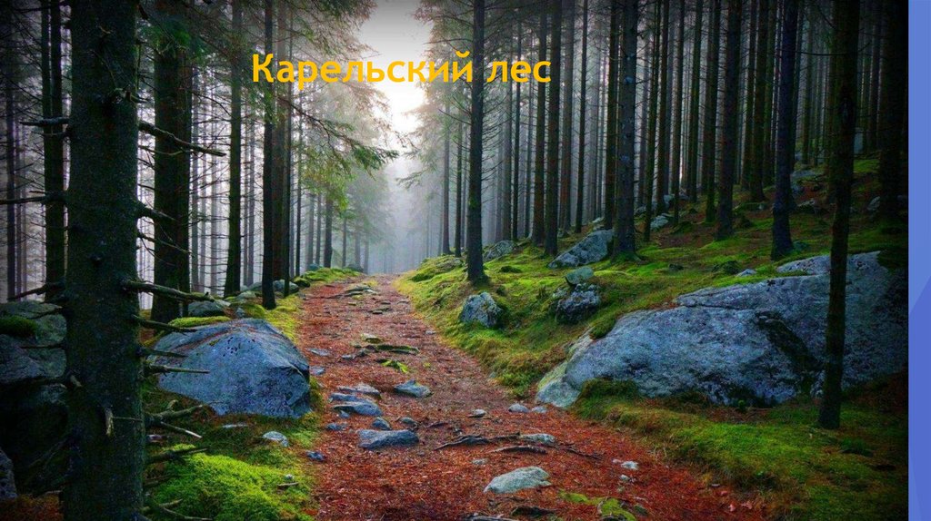 Карельский лес