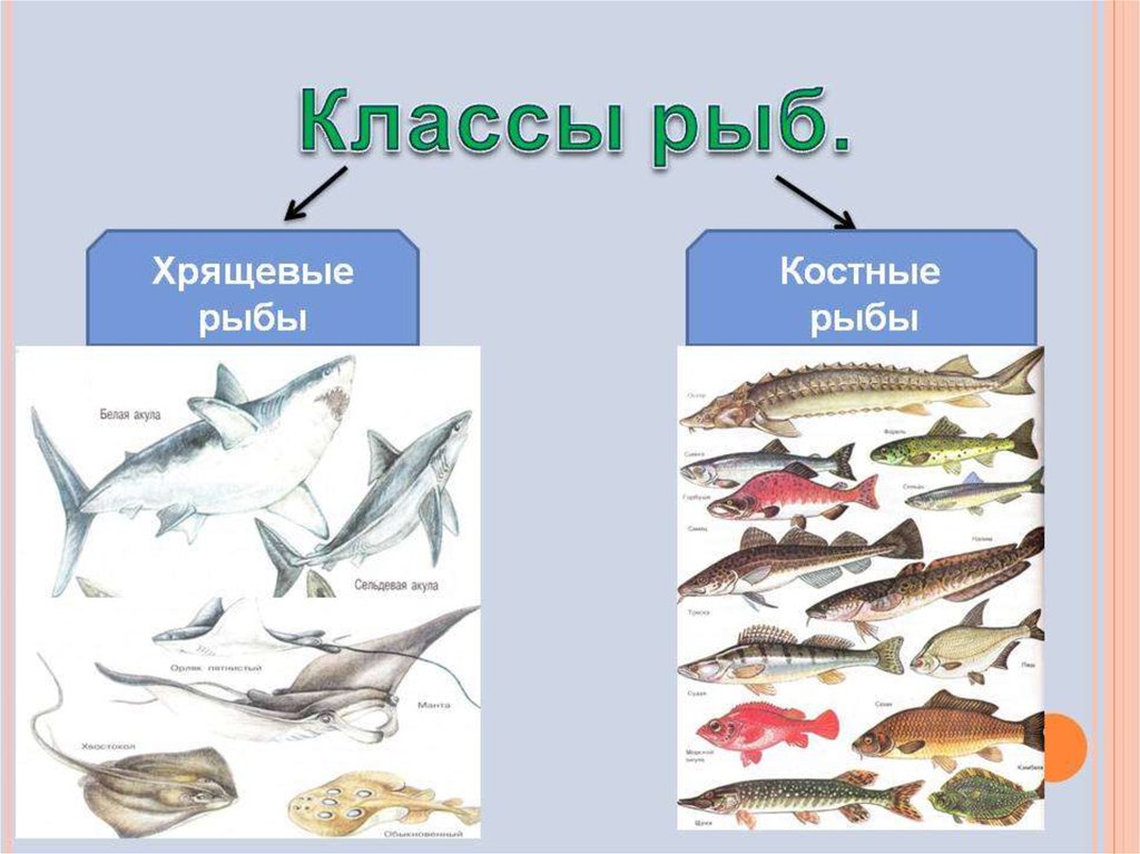 Многообразие рыб презентация 7 класс