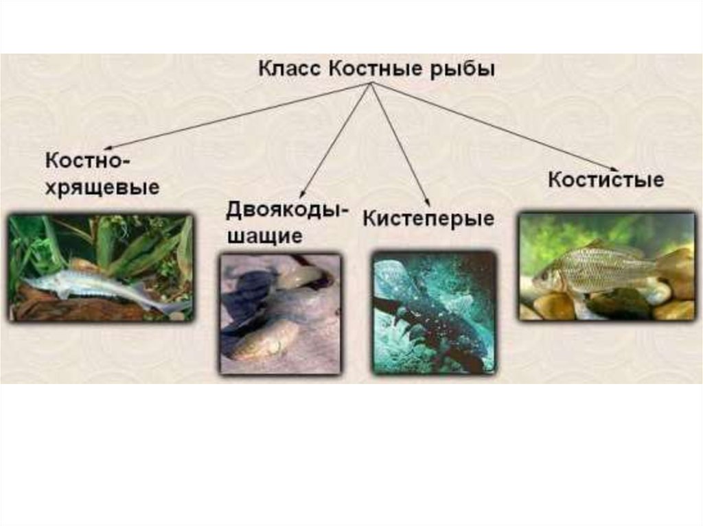 Костные рыбы презентация