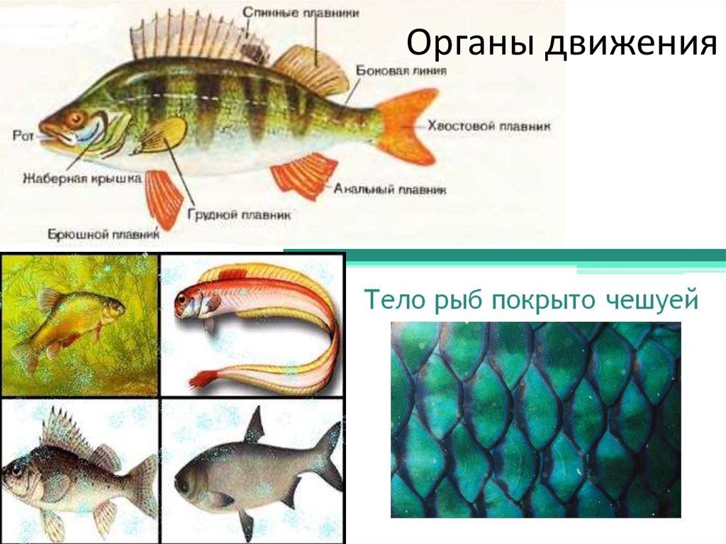 Костные рыбы тело покрыто костной чешуей