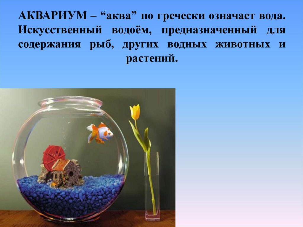 Какая вода нужна рыбам. Сообщение про аквариум. Аквариум для презентации. Аквариумные рыбки для дошкольников. Презентация на тему аквариум.