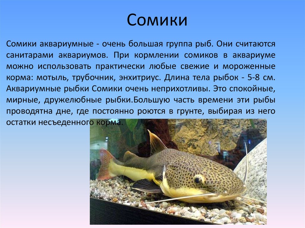 Информация про рыб. Рыбы и их описание. Доклад про рыб. Небольшое сообщение о рыбах. Рассказ о рыбе.