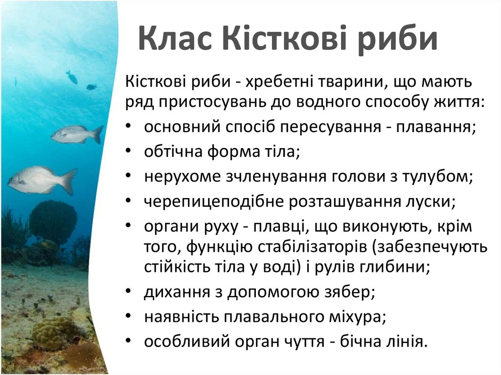 Клас Кісткові риби