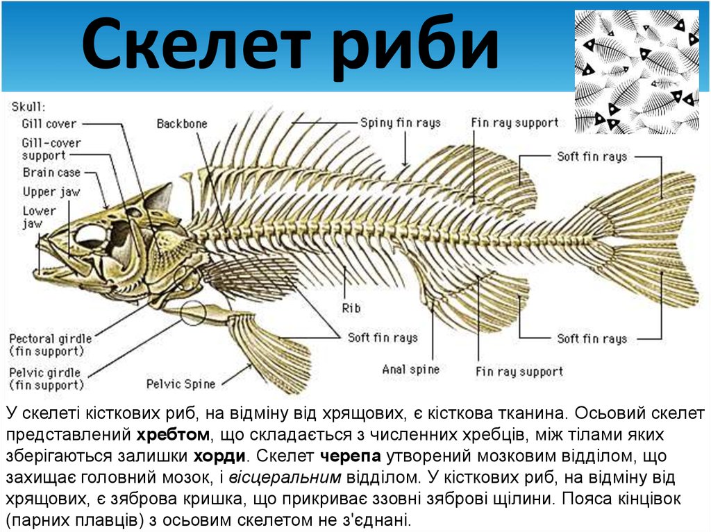 Скелет риби