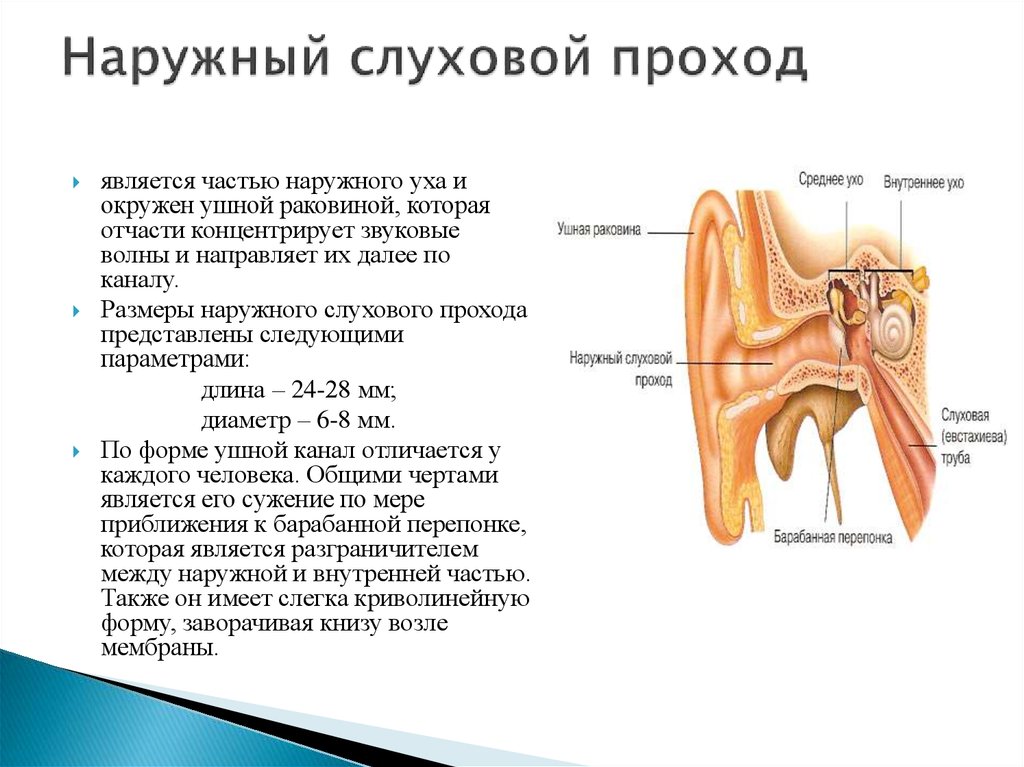 Особенность строения слухового прохода какую функцию. Функия внешний слуховой проход. Хрящ наружного слухового прохода строение. Наружный слуховой проход задняя стенка.