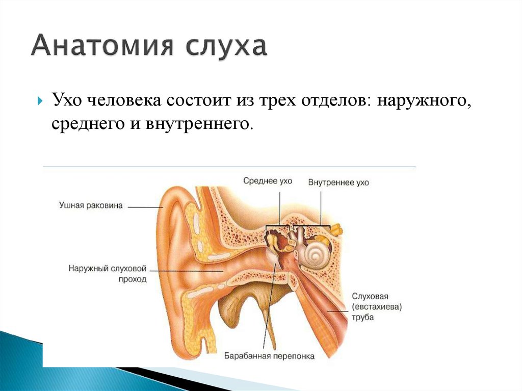 Орган слуха состоит из отделов. Орган слуха наружное ухо анатомия. Орган слуха анатомия уха строение. Орган слуха состоит из наружного среднего и внутреннего уха. Ухо человека строение и функции анатомия.