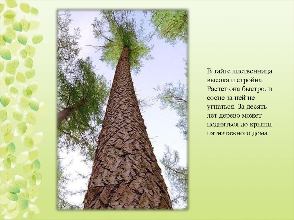 Помогает ли деревья. Лиственница Сибирская высота дерева. Лиственница высокое дерево. Деревья тайги.