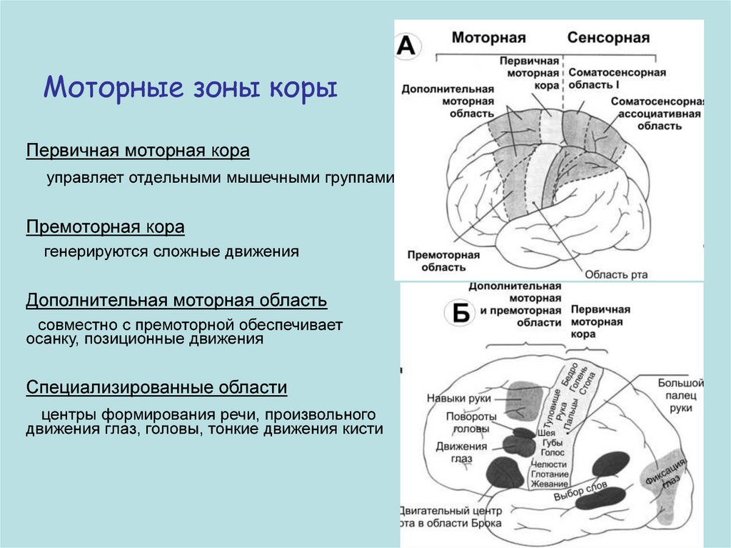 Роль коры головного мозга. Функция премоторной области коры. Моторная зона коры головного мозга.