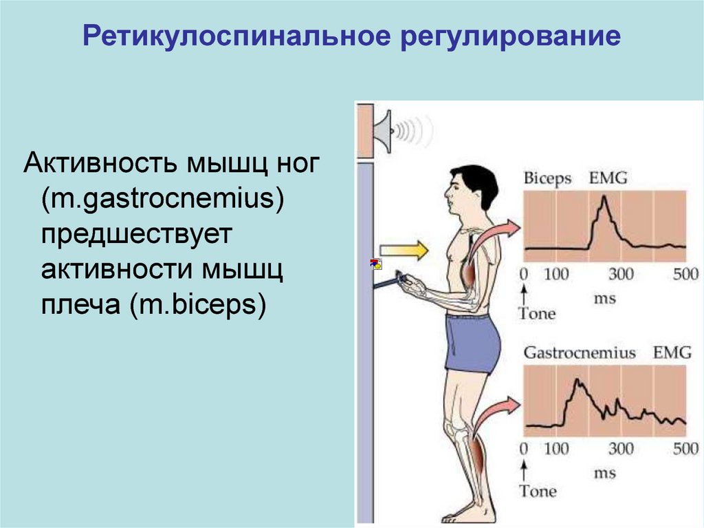 Мышечная активность. Датчик мышечной активности. Регуляция позы тела. Доброкачественная мышечная активность.