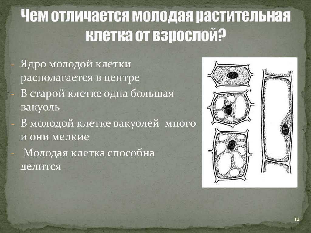 Чем отличается молодая клетка от старой. Старые и молодые клетки растений. Старая клетка растения. Молодая и Старая растительная клетка. Молодая и Старая клетка растения.