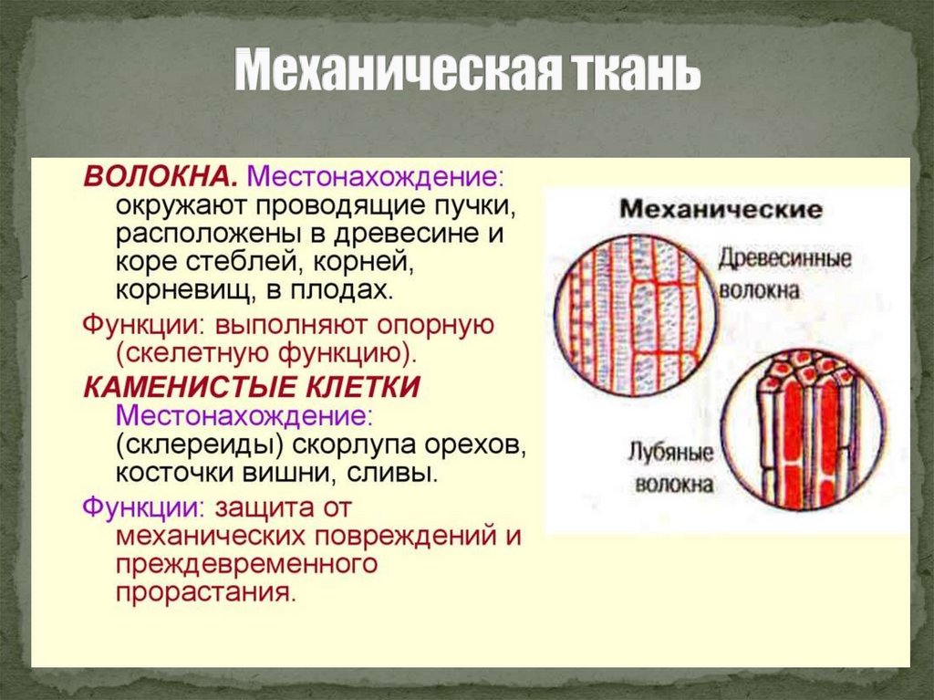 Механическая ткань особенности строения