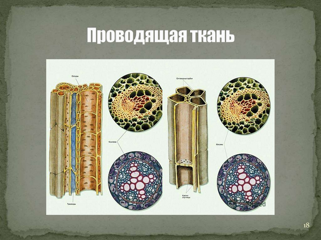 Проводящая ткань