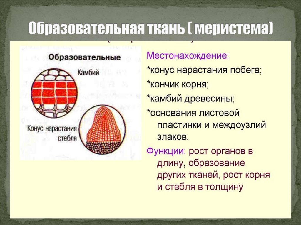 Какую функцию выполняет образовательная ткань