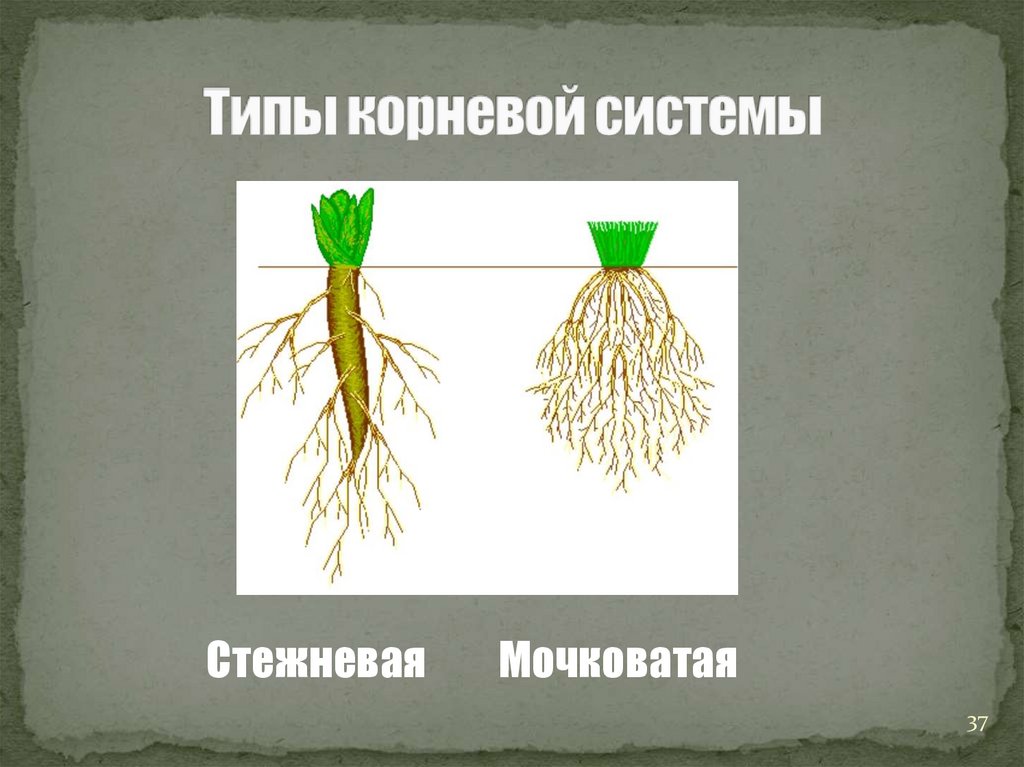 Корневая система состоит из