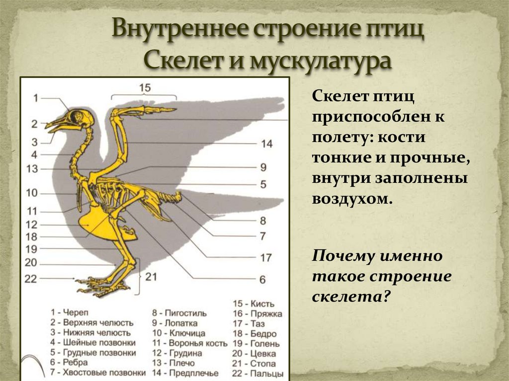 Строение птицы 8 класс