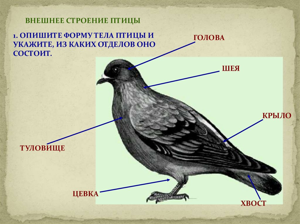 Внутреннее строение птиц системы органов таблица