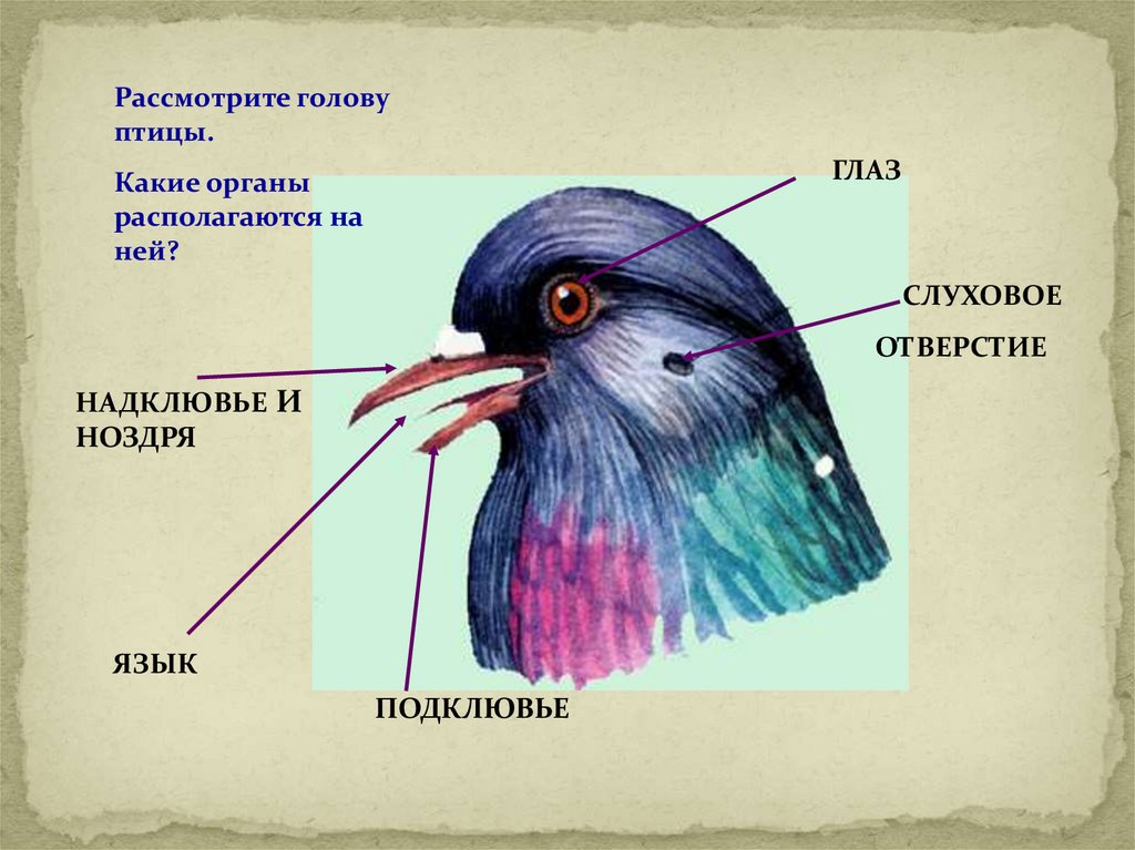 Особенности внешнего строения головы птицы. Строение птицы. Внешнее строение птиц. Анатомия птиц. Схема внешнего строения птицы.