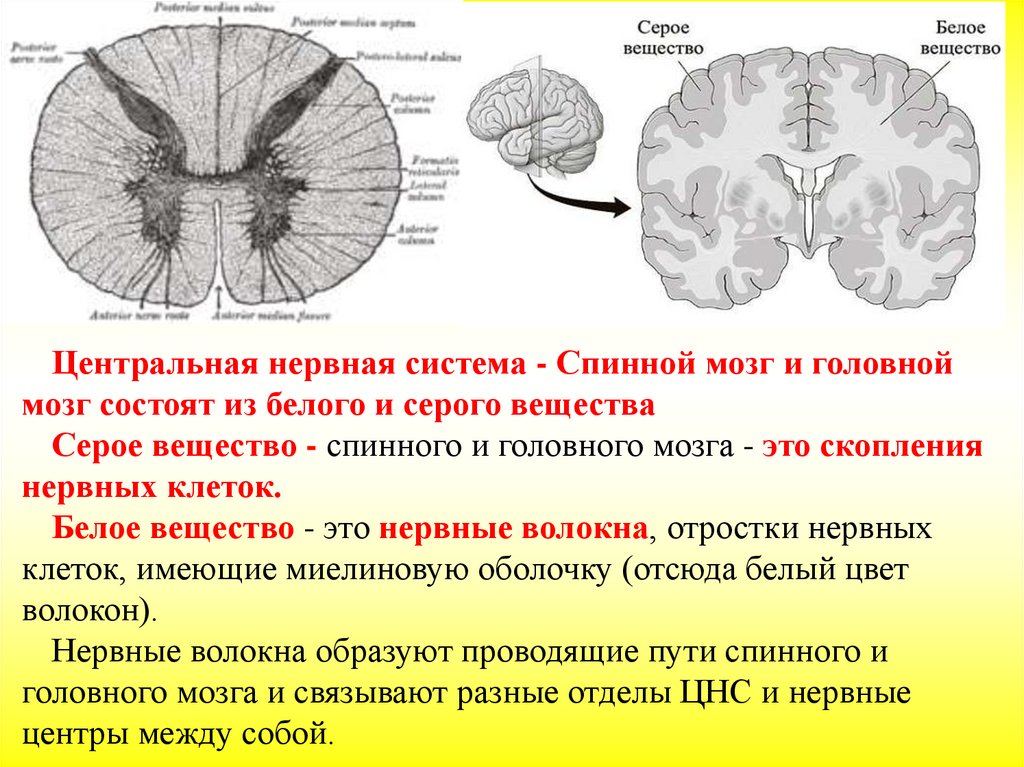 Белое вещество головного и спинного мозга образуют. Белое вещество мозга образовано в основном. Функции серого и белого вещества спинного мозга. Расположение серого вещества в головном мозге. Строение и функции белого вещества больших полушарий.