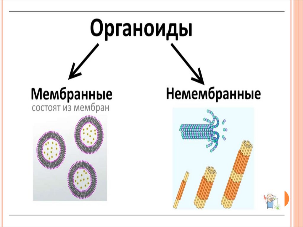 Презентация мембранные органоиды клетки