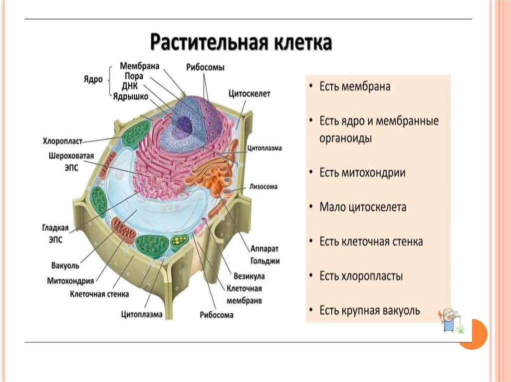 Ответы строение клетки