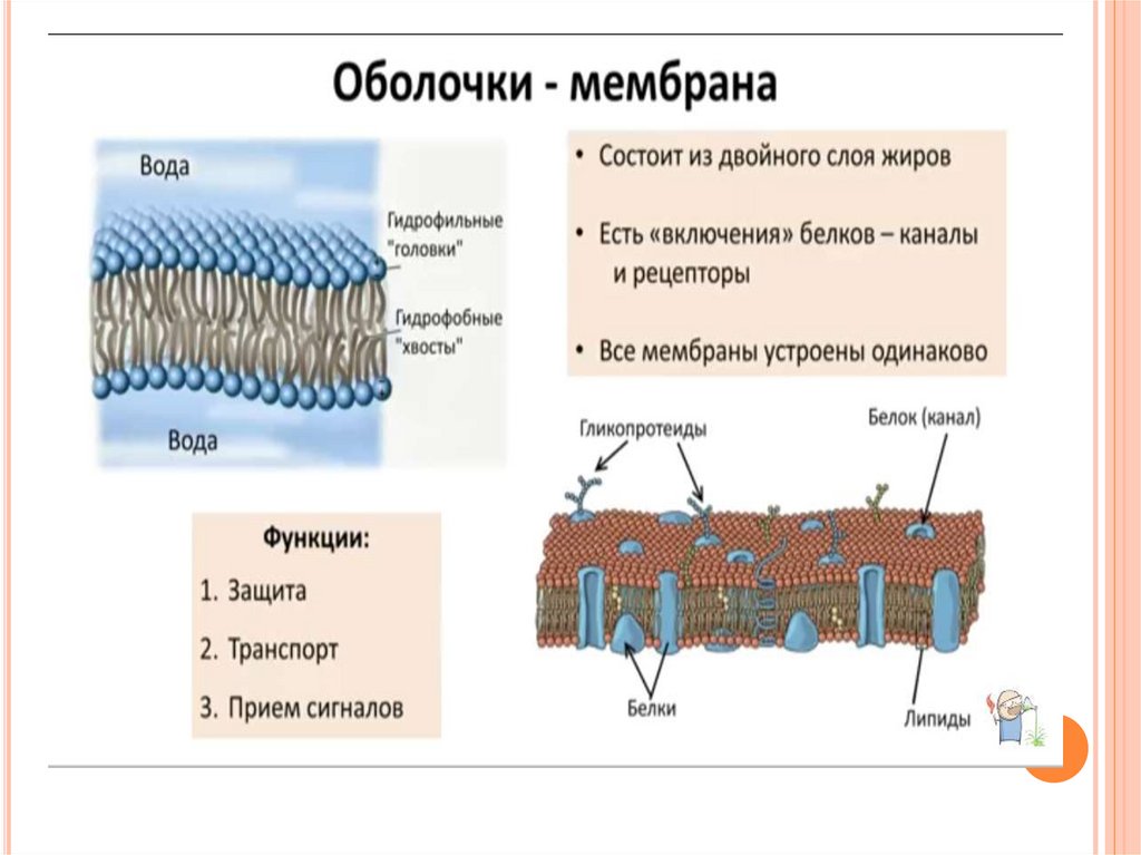 Оболочки клеток состоят из