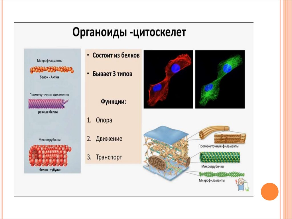 Органоиды цитоскелет строение и функции. Цитоскелет органелла. Цитоскелет микрофиламенты. Органоиды клетки микрофиламенты.