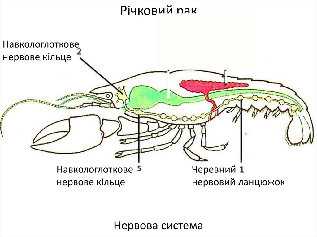 Пищ система членистоногих. Скелет членистоногих. Полость тела членистоногих. Печень у членистоногих. Внешнее строение членистоногих.