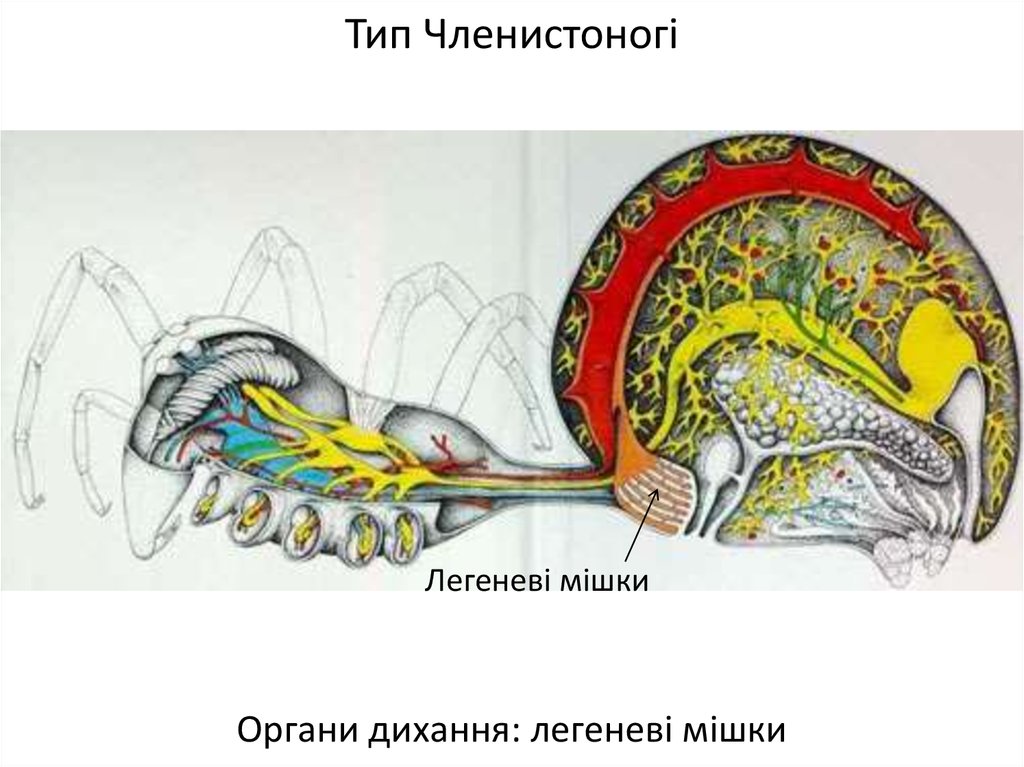 Нервная система паукообразных. Тип нервной системы паукообразных. Строение паукообразных нервная система. Центральная нервная система паука. Класс паукообразные нервная система.