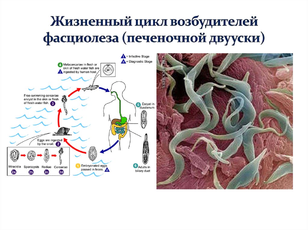 Паразитарные заболевания презентация