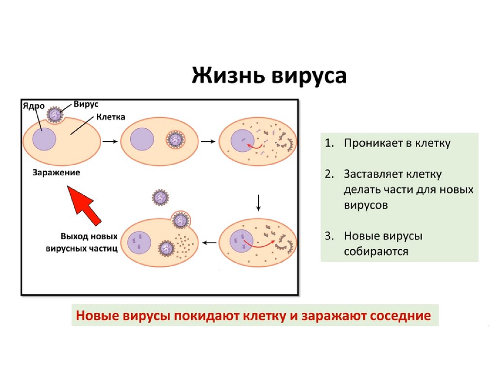 Жизнь без вирусов. Проникновение вируса в клетку. Реакция нейтрализации вирусов. Реакция нейтрализации вирусов микробиология. Картинки вируса в процессе заражения клетки.