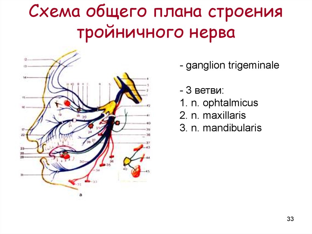 Тройничного нерва 9 букв. Схема ветвления тройничного нерва. Ветви тройничного нерва анатомия. Топография 3 ветви тройничного нерва. Тройничный нерв анатомия ветви схема.
