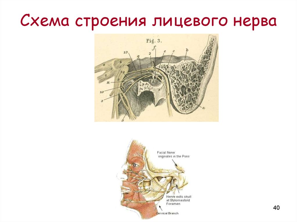 Лицевой нерв является. Стременной нерв лицевого нерва. Лицевой нерв схема строения. Схема лицевого нерва анатомия в височной кости. Канал лицевого нерва анатомия.