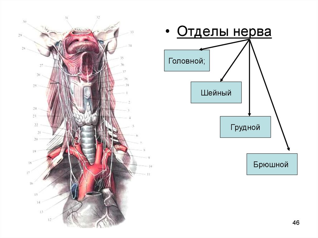 Левый блуждающий нерв. Блуждающий нерв анатомия грудной отдел. Блуждающий нерв головной отдел. Блуждающий нерв шейный отдел ветви. Блуждающий нерв Неттер.