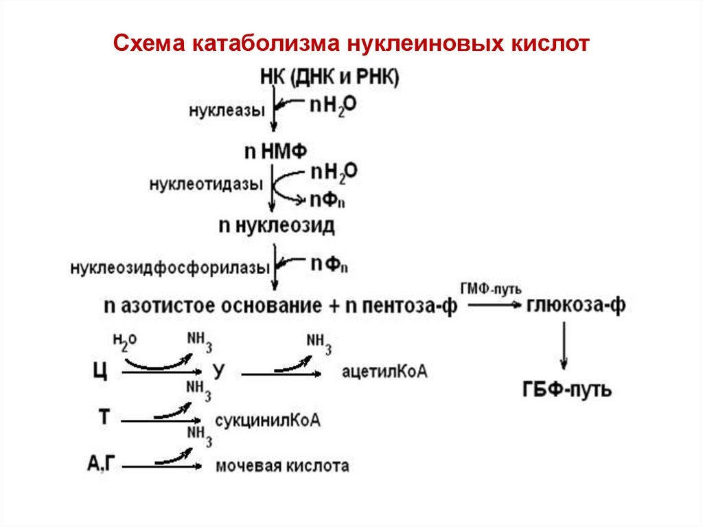 Пути использования в организме продуктов гидролиза нуклеиновых. Схема катаболизма нуклеиновых кислот. Схема катаболизма нуклеопротеинов.
