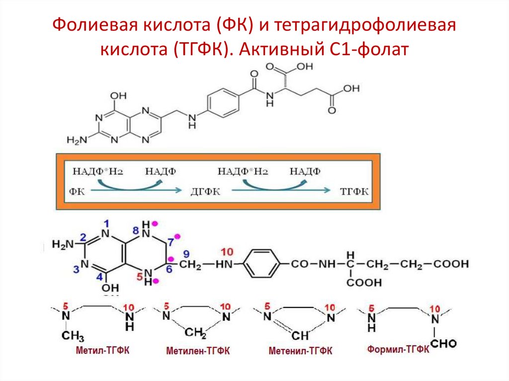Фолиевый цикл. Тетрагидрофолиевая кислота формула. Формула фолиевой кислоты биохимия. Синтез фолиевой кислоты схема. Тетрагидрофолиевая кислота Синтез.