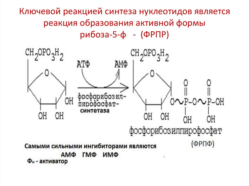 Синтезируется цепь содержащая рибозу. Синтез нуклеотидов с ФРДФ. Ключевая реакция синтеза нуклеотидов. Рибоза 5 фосфат Синтез нуклеотидов. Активная форма рибозы.